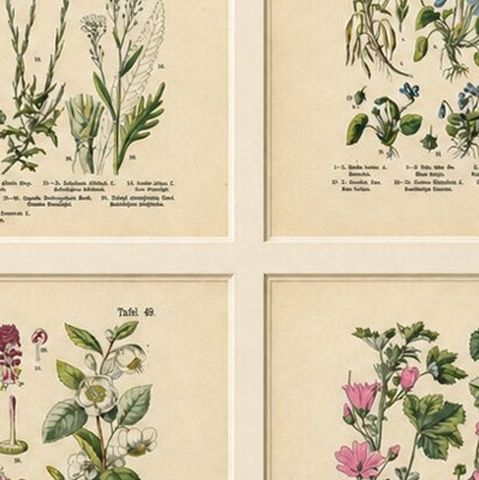 German Wildflower Botanical Plates, Chromolithographs, Stuttgart circa 1890, close-up 2