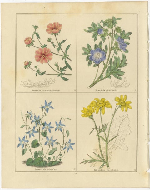 Pair of Botanical Engravings from The Botanic Garden by B. Maund, London c.1836, view 2
