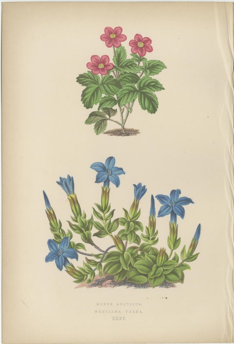 Alpine Botanical Lithograph Pair of Arctic Bramble and Spring Gentian, 1874, view 3