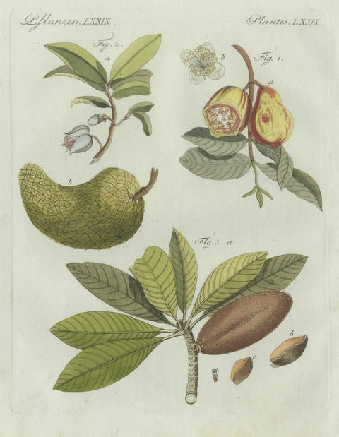 Original Antique Botanical Print of Tropical Fruits by Bertuch, c. 1800, close-up 2