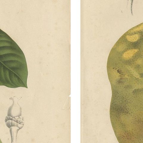Set of Two Antique Prints, Citrus Decumana, Xanthochymus Dulcis, circa 1870, close-up 1