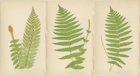 Antique Hand-Colored Fern Prints, Aspidium Aculeatum, Oreopteris & Thelypteris, view 5