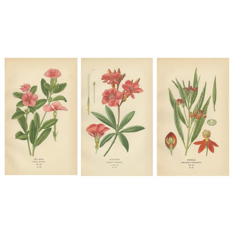 1897 Botanical Prints, Vinca, Oleander, and Redhead Milkweed