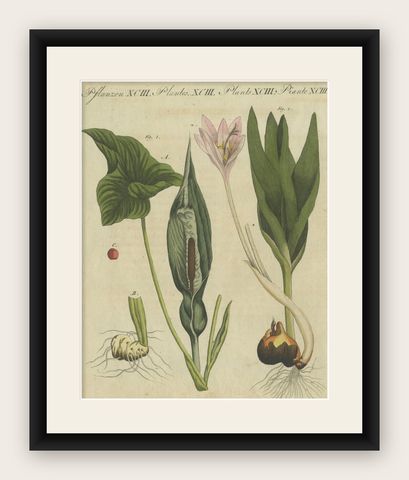 Elegant 1805 Hand-Colored Botanical Engraving of Bulbous Plants from Bertuch, shown framed