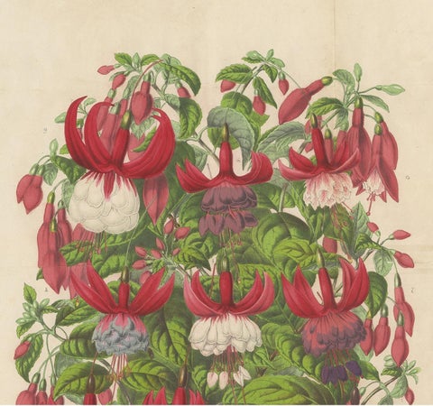 Antique handcolored Botany Print of Fuchsia Species, 1863, view 3