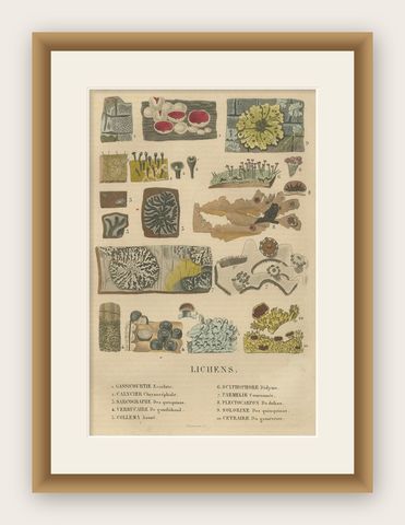 Lichen Varieties: A Collection of Symbiotic Elegance Engraved and Colored, 1845, shown framed