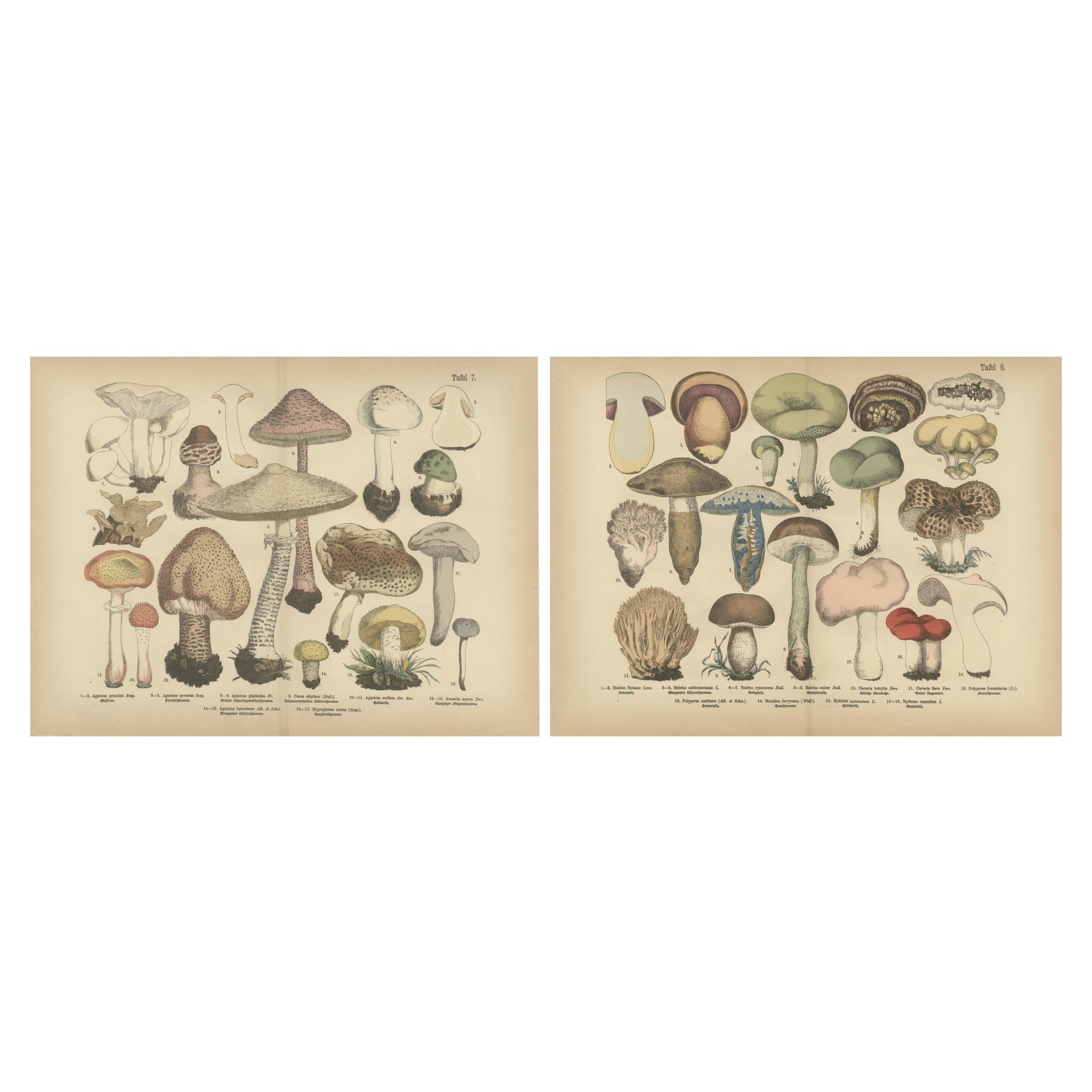 Parasol & Boletes Mushrooms, Antique Botanical Lithograph Set, 1885