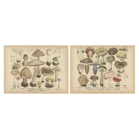 Parasol & Boletes Mushrooms, Antique Botanical Lithograph Set, 1885