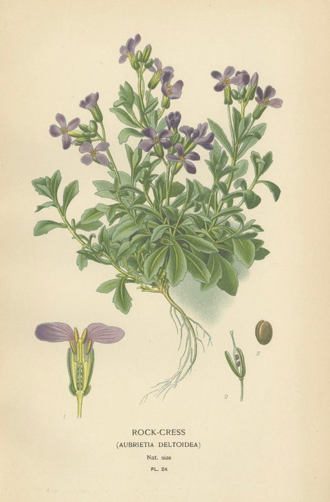 Verdant Vintage: A Triptych from Edward Step's Botanical Compendium, 1896, close-up 3