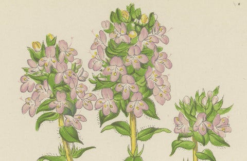 Striped Thyme and Kidneywort Violet, Hand-Coloured Botanical Print, 1874, close-up 3