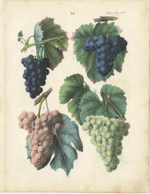 Antique Grape Botanical Chromolithographs, Wine & Table Grapes, Set of Six, 1854, view 7