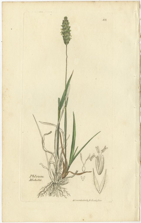 Set of 8 Antique Engravings of Meadow Grasses: Timothy & Foxtail, c.1830, view 4