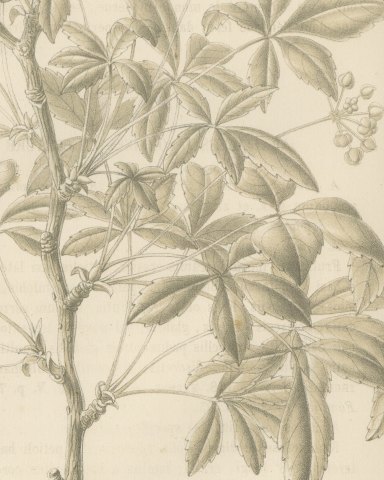 Aralia Pentaphylla Shrub with Flower and Fruit Details Lithograph, 1858, close-up 2