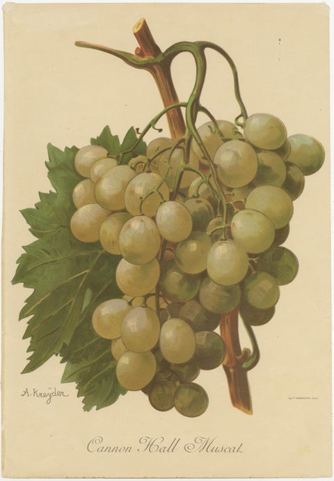 Set of four Antique Prints of Green / White Grape Varieties, view 5