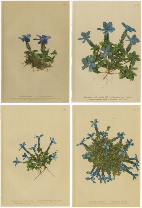 Alpine Gentian Botanical Prints Set of 4, Antique Chromolithographs 1897