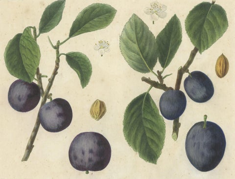 Antique Print of Various Plum Varieties, close-up 2