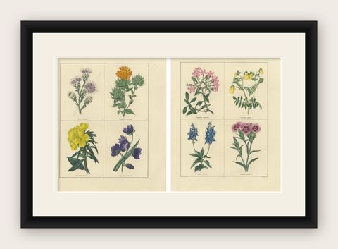 Pair of Hand-Colored Botanical Engravings of Wild and Cultivated Flowers, 1828, shown framed