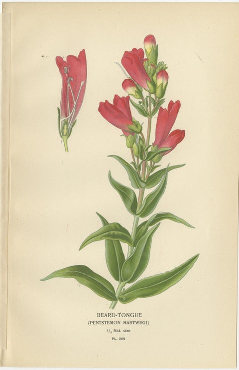1897 Botanical Prints, Beard-Tongue, Collinsia, Zaluzianskya, and Monkey Flower, view 2