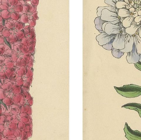 Set of 2 Antique Botany Prints by Reeve 'c.1870', close-up 1