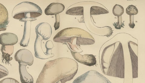 Agaricus Mushrooms, Antique Botanical Lithograph, German Mycology 1885, close-up 5