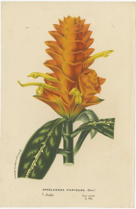 Vibrant Botanical Portraits: Exquisite Plant Illustrations from the 19th Century, view 3