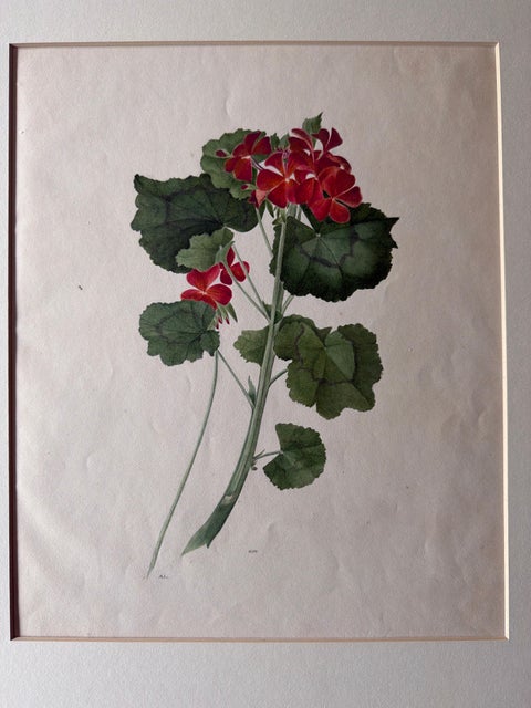 Two Stems with Red Flowers, Botanical Watercolor by A.L., 1819, view 5