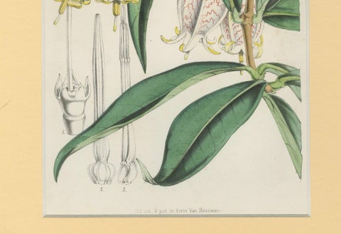 A Rare Botanical Study of Exotic Flora by Hoola van Houten, 1847, close-up 3