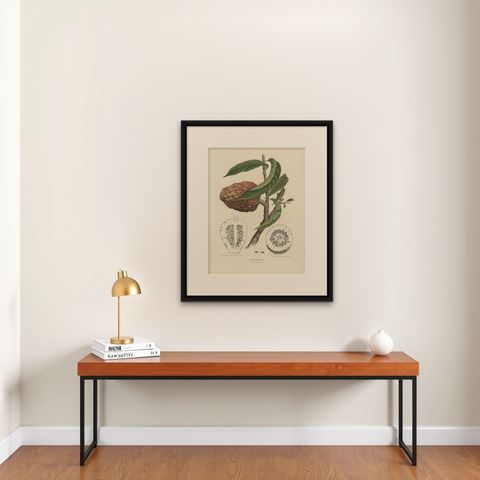 Annona Reticulata, Custard Apple Botanical Lithograph c.1864, shown framed on a wall, true to size