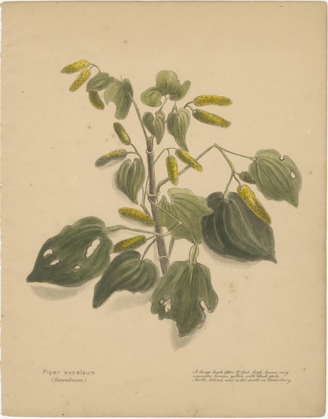 New Zealand Botanical Hand-Colored Lithograph Set with Miro & Kawakawa, 1890, view 3