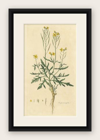 Antique Botany Print of Diplotaxis Tenuifolia by Curtis 'circa 1817', shown framed