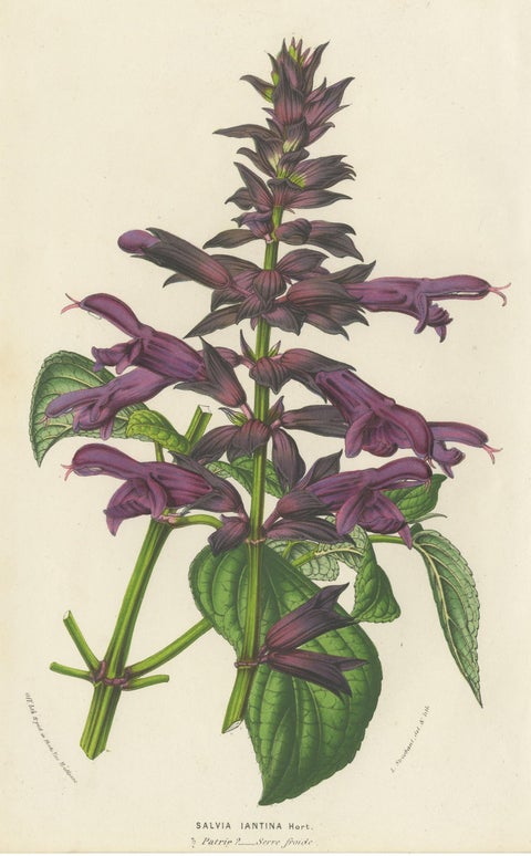 Antique Botany Print of Purple Sage by Van Houtte 'circa 1853', view 4