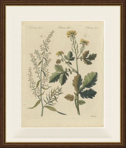 Yellow Crucifer and Slender Flowering Herb, Antique Bertuch Print, circa 1805, shown framed