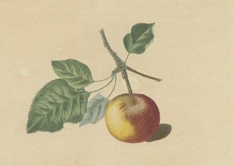 Antique Print of Pomme d'Api, Padly's Pippin and Bigg's Nonsuch Apples, close-up 3