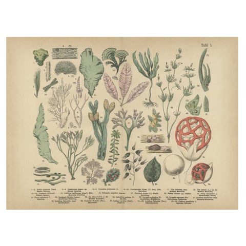 Antique Mushroom Plate, European Fungi Study, Botanical Lithograph 1885