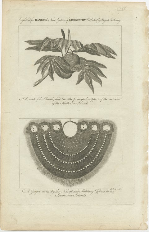 The Breadfruit Tree and Gorget: Symbols of Life and Leadership in the Pacific, view 2