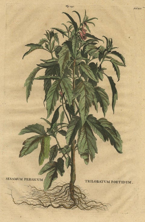 Botanical Illustration of Sesame Plant (Sesamum indicum), Munting’s 1696 Herbal, close-up 4