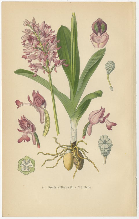Orchid Portraits of 1904 in Pink and Lilac Colors: Müller's Botanical Legacy, view 3