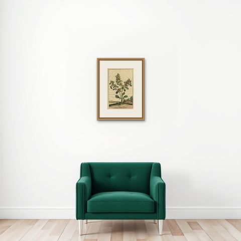 Botanical Illustration of Spanish Kidney Vetch, from Munting’s 1696 Herbal, shown framed on a wall, true to size