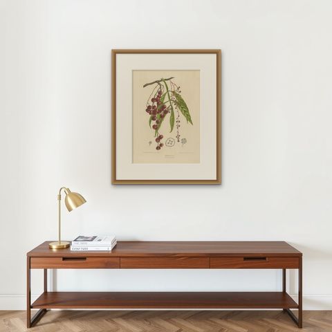 Otophora Alata Antique Lithograph Print, Circa 1875, Botanical Art, shown framed on a wall, true to size