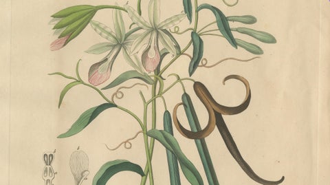 Antique Vanilla Botanical Print, Vanilla Planifolia, Hand Colored, c.1831, close-up 2