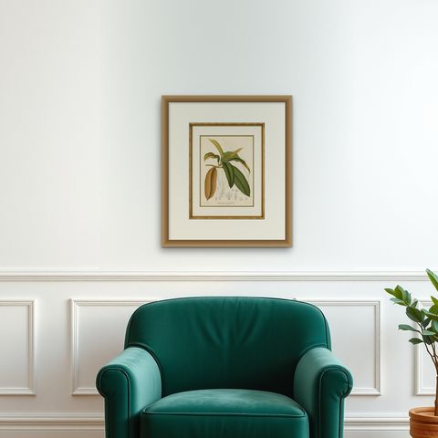 Antique Botanical Lithograph, Isonandra Gutta Percha Plant, de Vriese, 1856, shown framed on a wall, true to size