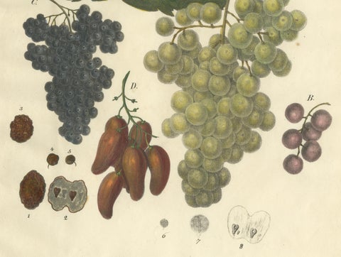 Antique Grape Varieties Botanical Print, Vitis Vinifera Study, c.1831, close-up 2