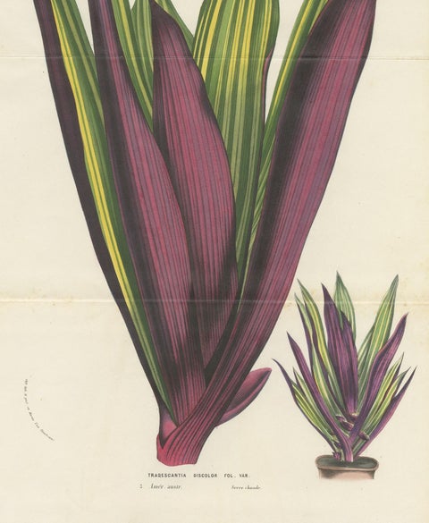 Antique Botany Print of Tradescantia Spathacea by Van Houtte, 1856, view 4