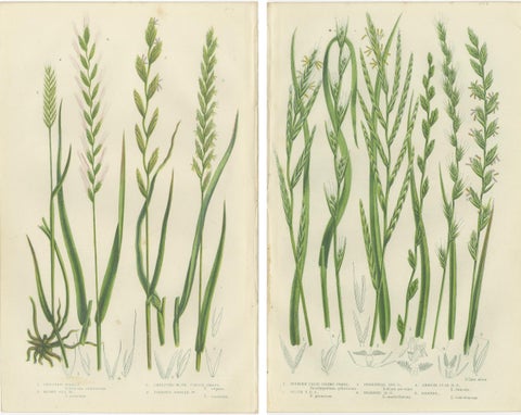 British Rushes, Pair of Victorian Botanical Engravings, 1873, view 4