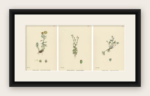 Hand-Colored Botanical Engravings of Yellow and Alpine Saxifrages, 1902, shown framed