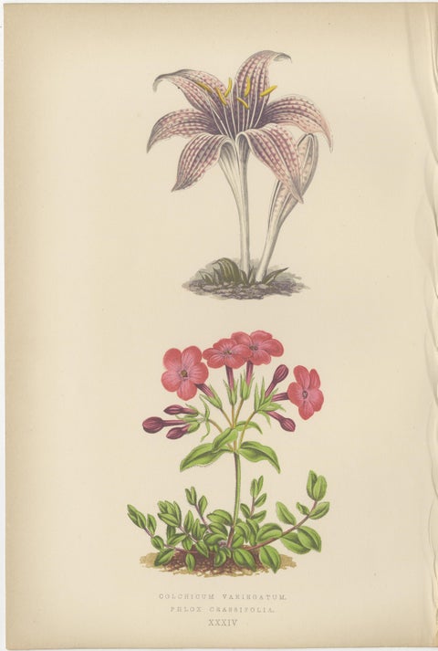 Alpine Botanical Lithograph Pair of Arctic Bramble and Spring Gentian, 1874, view 2