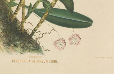 Orchid Splendor: Big Chromolithographic Legacy from the Dutch East Indies, 1854, close-up 4