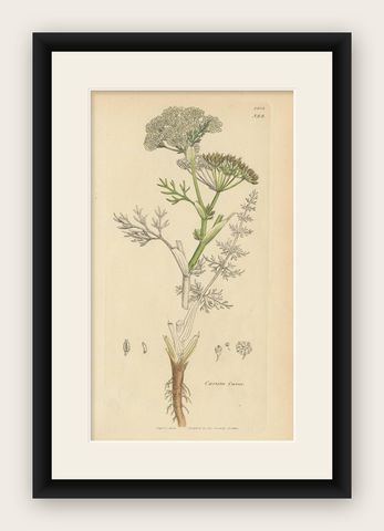 Antique Botany Print 'Carum Carui' J. Sowerby, 1805, shown framed