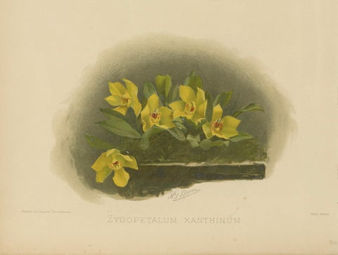 Victorian Botanical Orchid Print, Two Exotic Varieties, c.1888, close-up 3