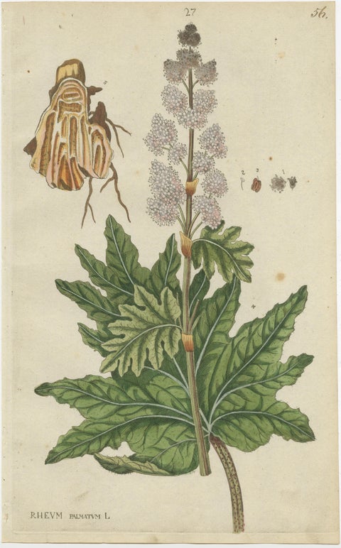 Set of 2 Antique Botany Prints, Rheum Rhapontieum & Rheum Palmatum, view 2